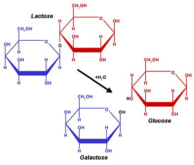 Figura 7. Representação simplificada da molécula da lactose e a consequente hidrólise dando resultado aos monossacarideos Glicose e Galactose.