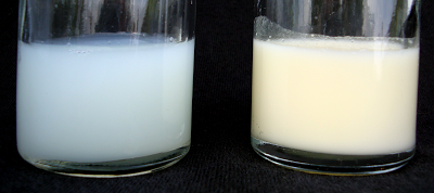 Figura 5. Duas amostras de leite humano obtidas em diferentes momentos da lactação: à esquerda leite inicial "aguado" com baixo teor de gordura e à direita leite tardio cremoso com alto teor de gordura.