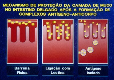 Figura 12. Ação protetora física e química da cobertura de muco sobre o epitélio intestinal.