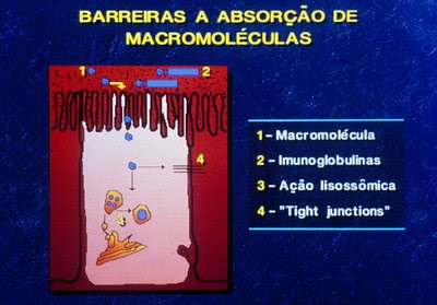 Figura 20. Representação esquemática da barreira da mucosa intestinal.