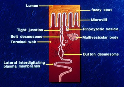 Figura 21. Representação esquemática dos mecanismos celulares de proteção da mucosa intestinal.