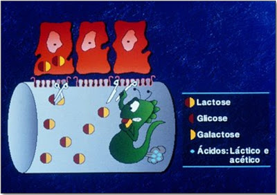 Figura 21- Representação esquemática da lesão do intestino delgado e deficiência de lactase devido ao sobrecrescimento bacteriano.