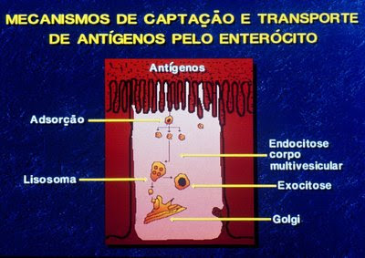 Figura 22. Representação esquemática do processo de degradação antigênica intracelular.