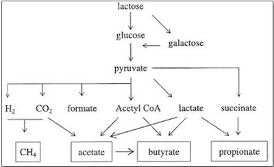 Figura 24- Produtos da metabolização da Lactose pela flora colônica.