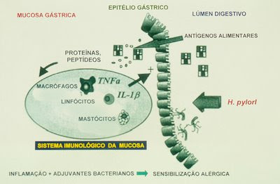 Figura 46. Esquema de proposta de provocação de AA devido a infecção pelo Helicobacter pylori.