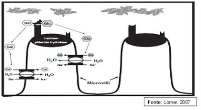 Figura 5- Desenho esquemático da hidrólise da Lactose pela Lactase no polo apical das microvilosidades do enterócito.