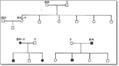 Figura 7- Representação esquemática da resultante do cruzamento entre absorvedores e não absorvedores à lactose. Na parte alta da figura quando ambos os pais eram não absorvedores resultou em uma progênie de não absorvedores; na parte baixa quando um dos pais (em negro) eram absorvedores a progênie resultou mista.