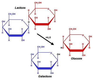 Figura 7- Representação esquemática da fórmula da Lactose e do produto da sua hidrólise pela Lactase: os monossacarídeos Glicose e Galactose.