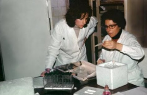Figura 10- Dra. Norma Microbiologista do Instituto Malbran semeando na placa de ágar o líquido jejunal.