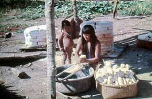 Figura 22- Índia preparando a mandioca para posterior extração do ácido cianídrico, potente veneno presente neste vegetal plantado na região do Alto Xingu.