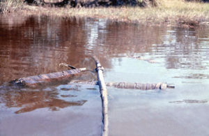 Figura 28- Pequi armazenado em cestas de bambu e depositado no lago.