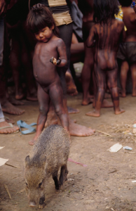 Figura 5- Exemplo típico da fauna xinguana preservada fazendo parte integrante da própria comunidade