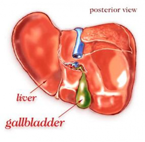 Figura 2- Visão esquemática da cara posterior do fígado evidenciando a localização da vesícula biliar.