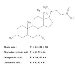 Figura 3- Estrutura química do Ácido Cólico, sal biliar primário.