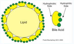 Figura 9- Representação esquemática dos polos hidrofílicos e hidrofóbicos dos sais biliares.