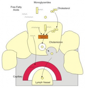 Figura 12- Representação esquemática do processo absortivo do colesterol, dos ácidos graxos e dos monoglicerídeos.