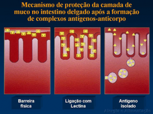 Figura 2- Desenho esquemático da distribuição do muco na superfície do enterócito.