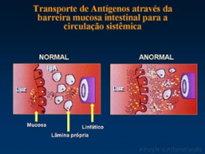 Figura 6- Desenho esquemático dos diversos componentes da barreira de permeabilidade em condições normais e da deficiência de um ou mais destes componentes.