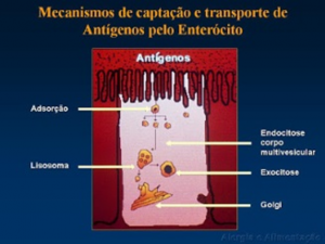 Figura 7- Desenho esquemático do processo de endocitose e o estímulo de produção de lisosomas pelo complexo de Golgi com a respectiva formação do corpo mulivescular.