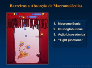 Figura 9- Desenho esquemático do processo de destruição da macromolécula pelo lisosoma e sua eliminação do enterócito por meio da exocitose, agora já sem possibilidade de desenvolver estímulo antigênico.