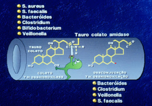 Figura 22- Representação esquemática da ação das bactérias anaeróbias sobre os sais biliares primários causando 7 alfa desidroxilação e desconjugação, transformando-os em sais biliares secundários.