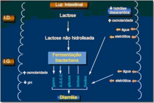 Figura 2- Esquema da diarréia osmótica provocada pela má absorção dos carboidratos da dieta.