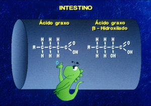 Figura 4- Representação esquemática da ação das bactérias sobre os ácidos graxos componentes das gorduras da dieta, causando beta hidroxilação dos mesmos. 