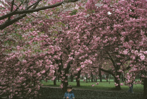 Figura 14- Uly e as cerejeiras em flor no jardim japonês do jardim Botânico do Broolkyn. Elas florescem apenas uma vez ao ano e a floração dura apenas 15 dias.