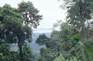 Figura 5- Vista desde a aldeia indígena de Angra dos Reis.