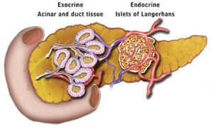 Figura 1- Estrutura anatômica do pâncreas e suas divisões: exócrino e endócrino.