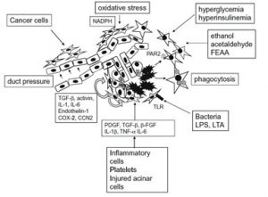 Figura 5- Mecanismo de ativação das PSCs. As PSCs são ativadas pelas citocinas e pela liberação dos fatores de crescimento pelas células inflamatórias e pelas células acinares lesadas. O etanol e seus metabolitos e o estresse oxidativo agem como potenciais perpetuadores do fenótipo das PSCs ativadas. A pressão dos ductos e a hiperglicemia causam aumento do crescimento celular, da expressão da actina do músculo e síntese do colágeno pelas PSCs. A transformação do fator beta de crescimento, a activina, a endotelina-1, a ciclooxigenase 2, e o fator de crescimento do tecido conectivo, jogam um importante papel na regulação da ativação das PSCs e na produção da ECM através das alças autocrinas e paracrinas.