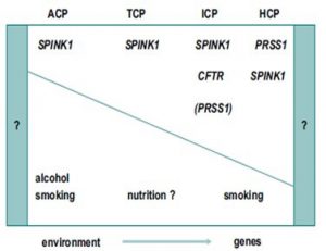 Figura 7- Ilustração diagramática dos fatores genéticos e ambientais e suas suspeitadas influências na patogênese da PC: ACP- alcoólica; TCP- tropical; ICP- idiopática; HCP- hereditária.