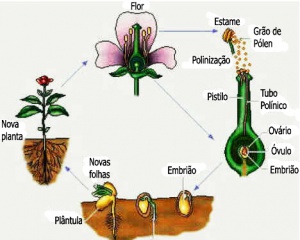 Angiospermas