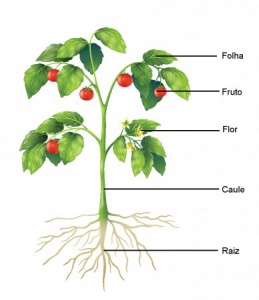 Estrutura das angiospermas. Ilustração: BlueRingMedia / Shutterstock.com