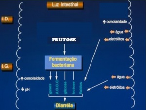 Figura 5- Representação esquemática da má absorção de frutose.