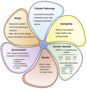 Figure 3. Factors that contribute to the development of EoE.