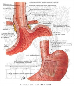 Figura 1- Anatomia da junção esôfago-gástrica.