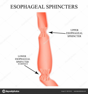 Figura 2- Anatomia dos esfíncteres esofágicos: superior e inferior.
