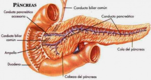 Figura 1- Anatomia do pâncreas.