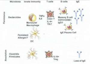 Figura 5- Mecanismos imunológicos da persistência e da resolução da AA. Baixos níveis alergenos IgE-específicos estão associados com a resolução e a previsão de resolução da AA. A memória da IgE tem sido demonstrada derivar-se não de células IgE do plasma, mas sim de células de memória IgG1 sustentando os marcadores CD73 e CD80. Respostas das células T-especificas aos alergenos associadas a AA são do tipo Th2 enviesadas, com células Treg produtoras de IL-10 associadas à resolução natural da AA. Não é conhecido como ou se as células Thelper foliculares contribuem para a manutenção da memória da IgE. AA persistente está associada com um aumento da resposta inflamatória aos estímulos dos receptores do tipo Toll-like no compartimento mieloide, sinalizando para um papel da imunidade inata na persistência. O sistema imunológico inato responde às provocações da microbiota, a qual também apresenta diferenças na composição entre pacientes com AA persistente e aqueles na qual a AA foi superada.